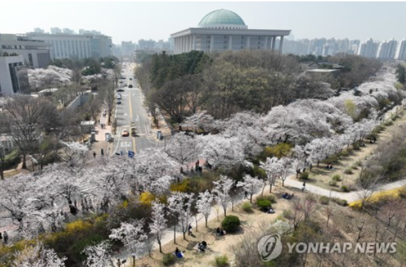 서울 지역 낮 기온이 21도를 기록하는 등 완연한 봄 날씨를 보인 30일 오전 서울 여의도 국회 주변 윤중로에 벚꽃이 피어 있다. (사진출처=연합뉴스)