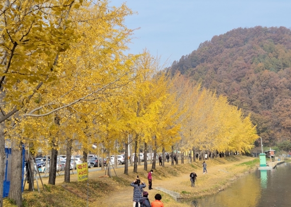 충북 괴산군 문광면 양곡리 문광저수지 단풍나무 길 (글·사진=윤대우 기자)