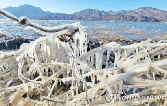 한파가 몰아친 24일 강원 춘천시 의암호변에 있는 나무가 얼음으로 뒤덮여 있다. (사진출처=연합뉴스)
