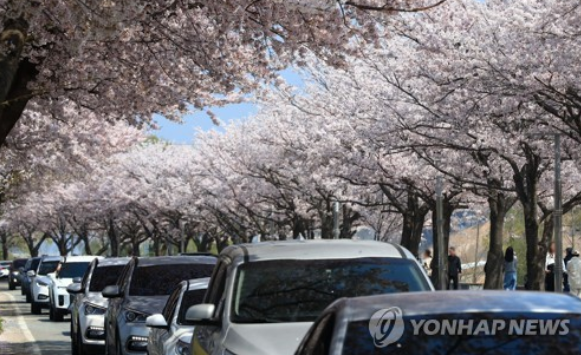 2일 양양 남대천 제방도로가 만개한 벚꽃을 즐기로 나온 차량들로 붐비고 있다. (사진=연합뉴스)
