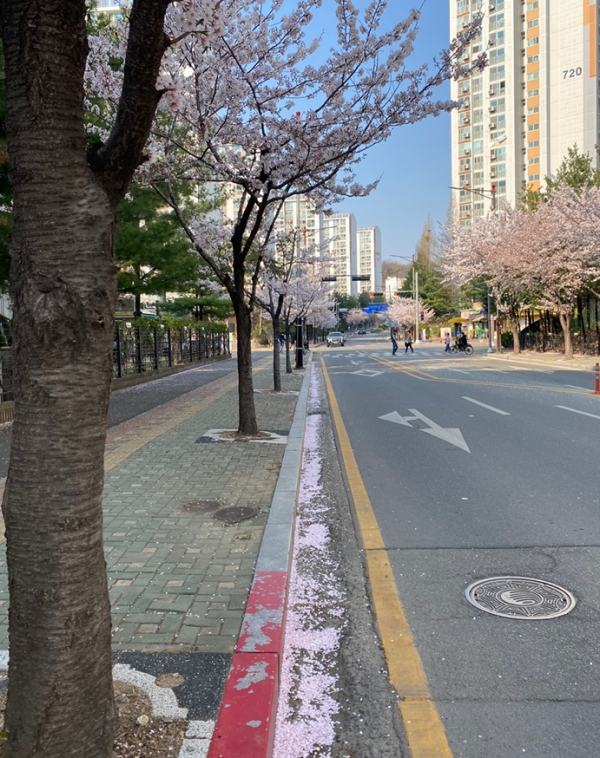 2일 경기도 화성시 동탄신도시 가로수 벚꽃 아래 꽃잎이 수북이 쌓여있다. (사진=이슈밸리)